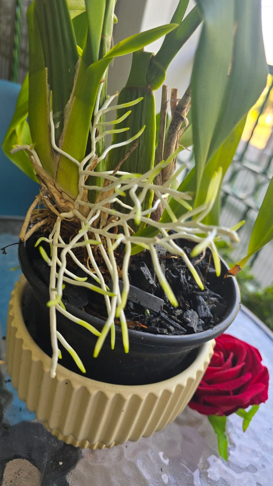 Orquídea Imponente Maggieco